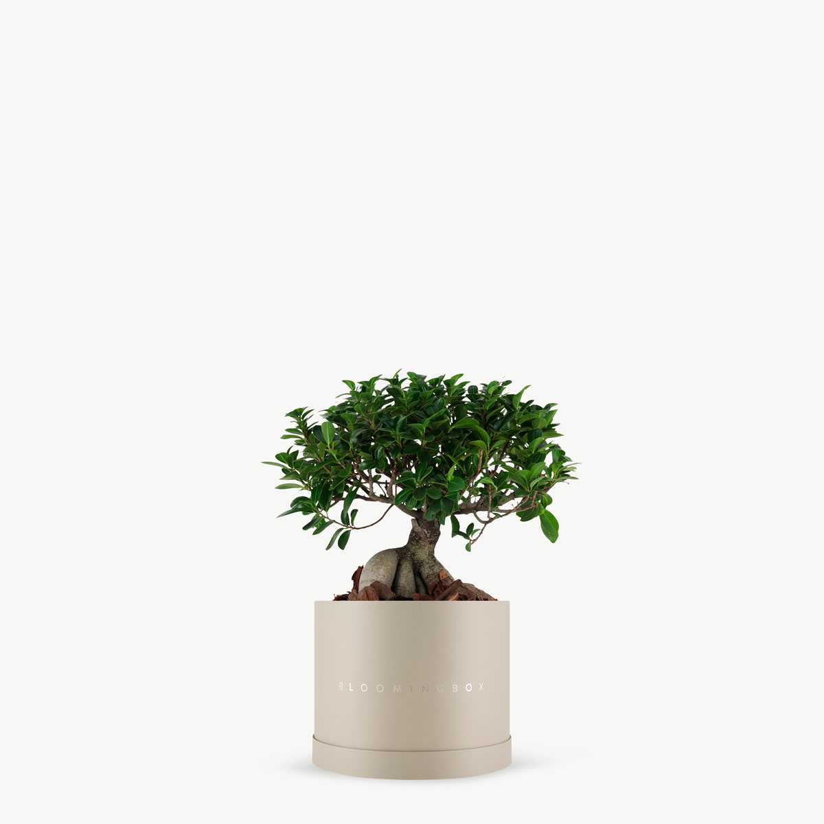 Bonsai Same Day Delivery